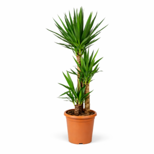 Yucca Elephantipe – 140 cm