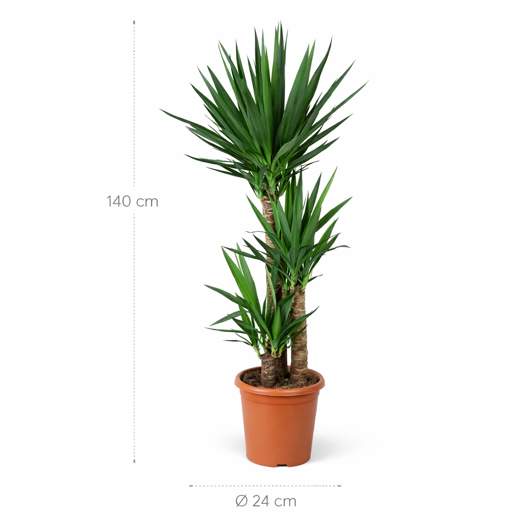 Yucca Elephantipe – 140 cm