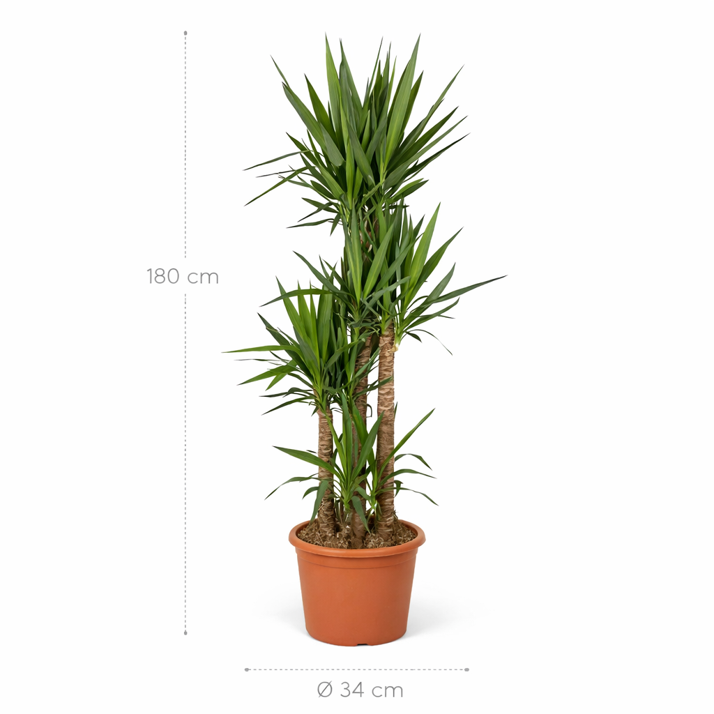 Yucca Elephantipe – 180 cm