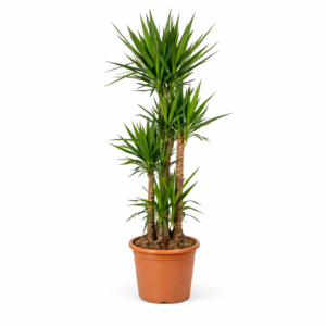 Yucca Elephantipe – 180 cm_1