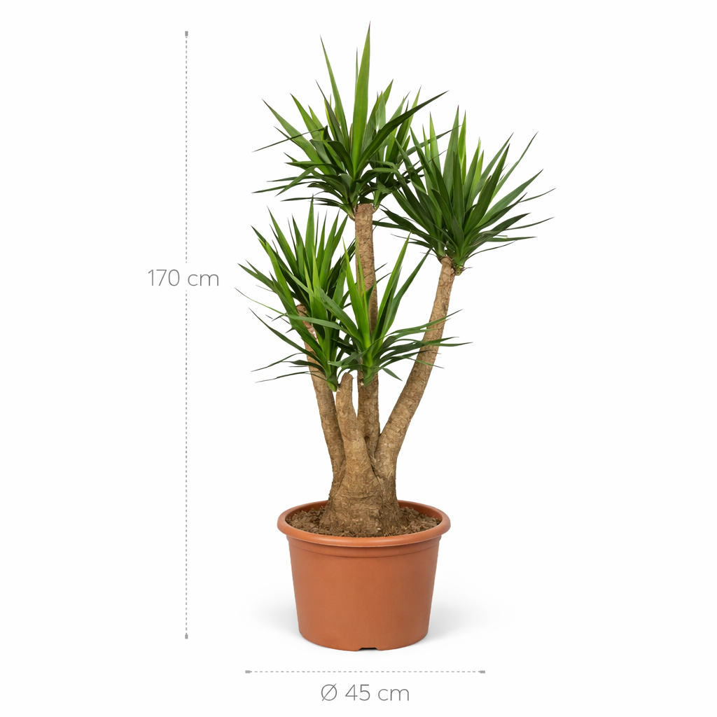 Yucca Elephantipes vertakt – 170 cm