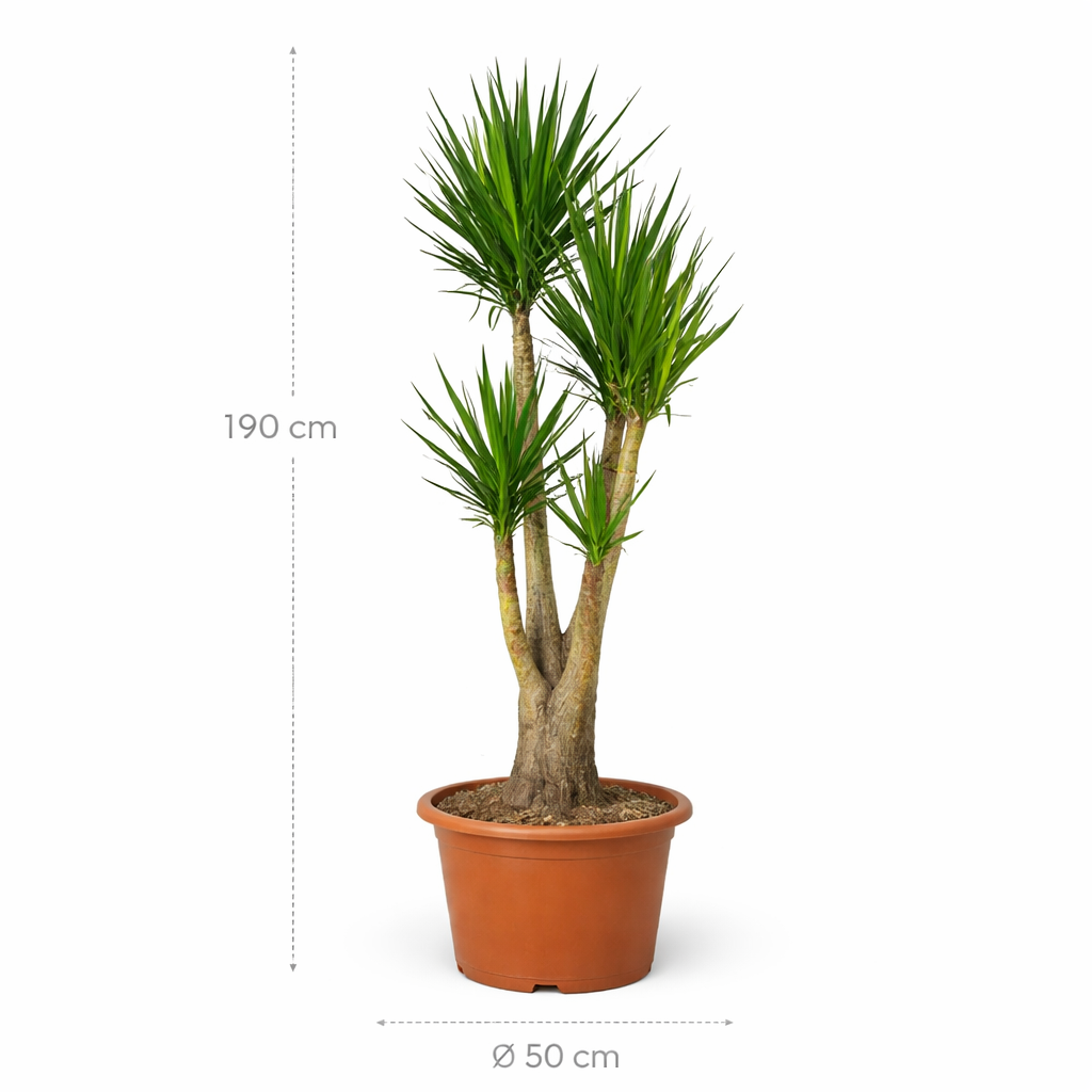 Yucca Elephantipes vertakt – 190 cm