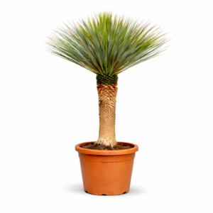 Yucca Rostrata – 170 cm