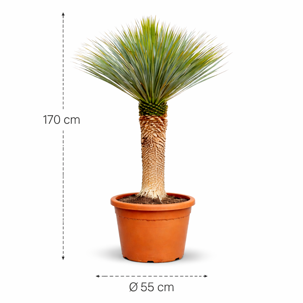 Yucca Rostrata – 170 cm