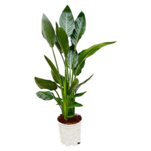 strelitzia Reginae