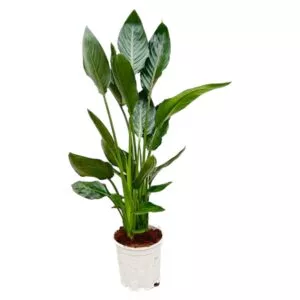 strelitzia Reginae