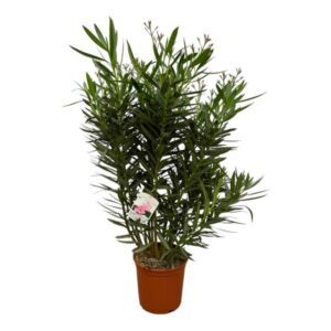 Nerium Oleander struik met witte bloem - 160 cm - ø32 cm