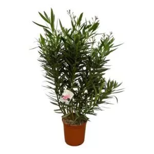 Nerium Oleander struik met witte bloem - 160 cm - ø32 cm