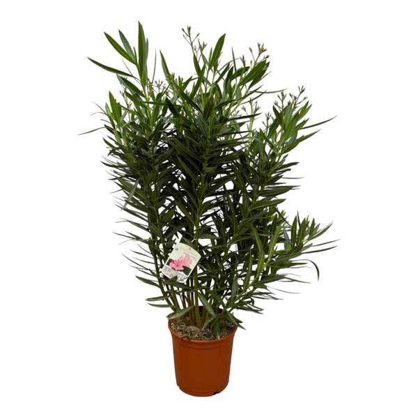 Nerium Oleander struik met witte bloem - 160 cm - ø32 cm