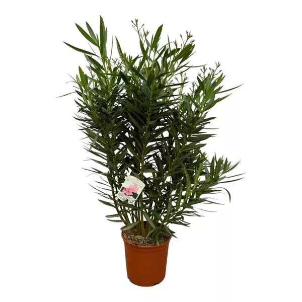 Nerium Oleander struik met witte bloem - 160 cm - ø32 cm