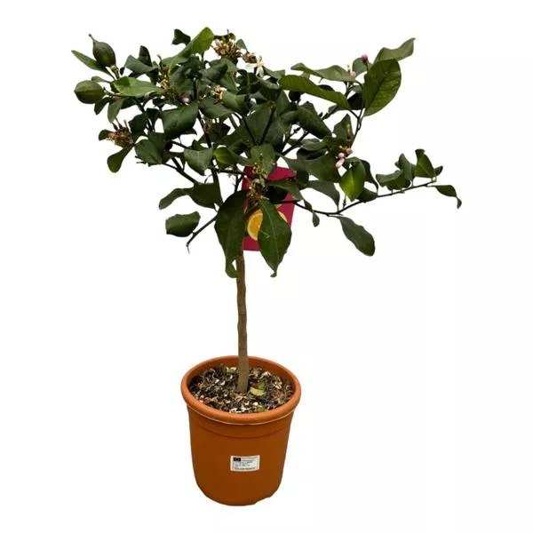 Citrus Lemon - 80 cm - ø22 cm