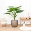 Alocasia Portodora enkele stam - 180 cm - ø40 cm