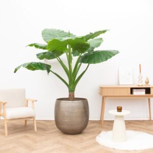Alocasia Portodora enkele stam - 180 cm - ø40 cm