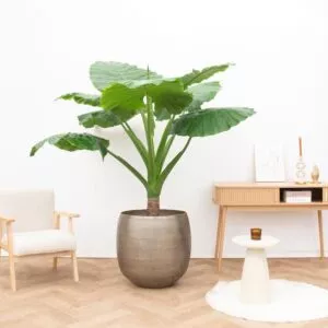 Alocasia Portodora enkele stam - 180 cm - ø40 cm