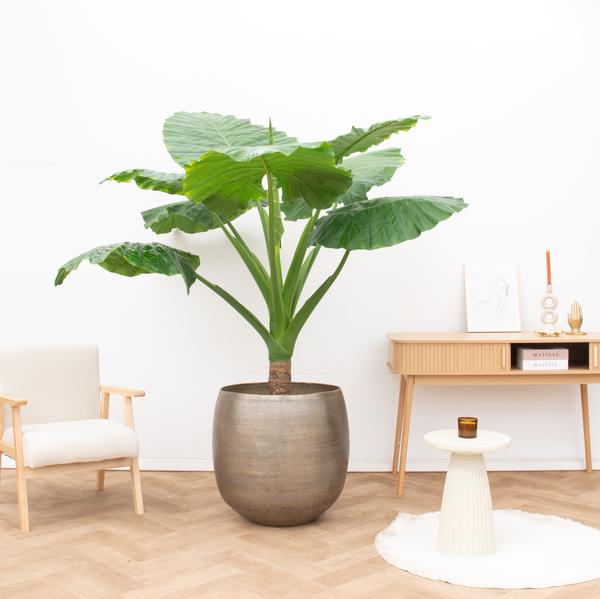 Alocasia Portodora enkele stam - 180 cm - ø40 cm