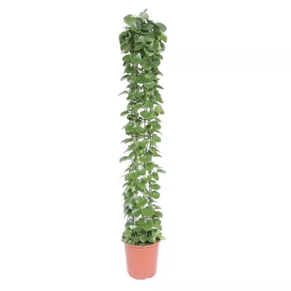 Cissus rotundifolia gaasrek - 160 cm - ø27 cm