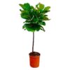Ficus Lyrata stam - 130 cm - ø24 cm