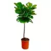 Ficus Lyrata stam - 130 cm - ø24 cm