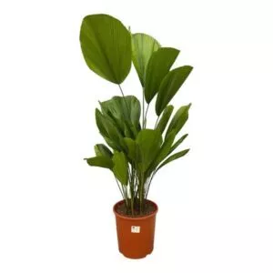 Licuala Grandis - 100 cm - ø24 cm