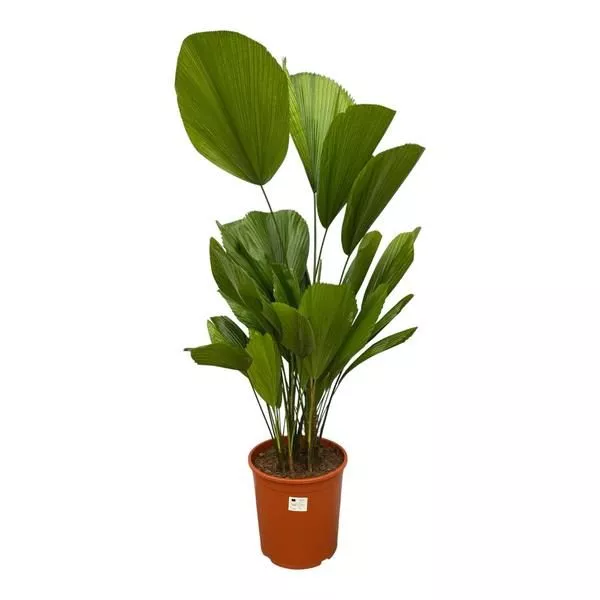 Licuala Grandis - 100 cm - ø24 cm