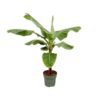 Bananenplant (Musa) - 170cm - ø30 cm