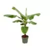 Bananenplant (Musa) - 170cm - ø30 cm