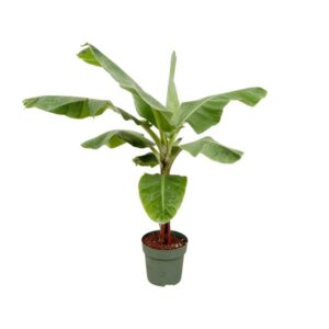 Bananenplant (Musa) - 170cm - ø30 cm