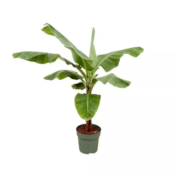 Bananenplant (Musa) - 170cm - ø30 cm