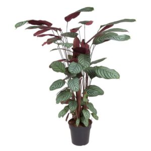 Calathea Oppenheimiana - 130 cm - ø27 cm