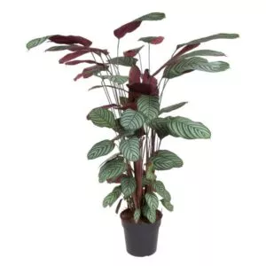 Calathea Oppenheimiana - 130 cm - ø27 cm