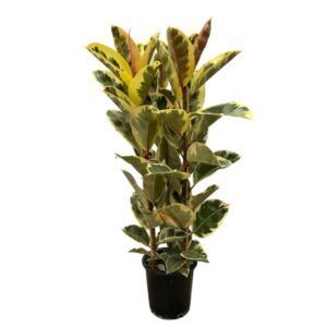 Ficus Elastica Tineke struik - 160 cm - ø28 cm