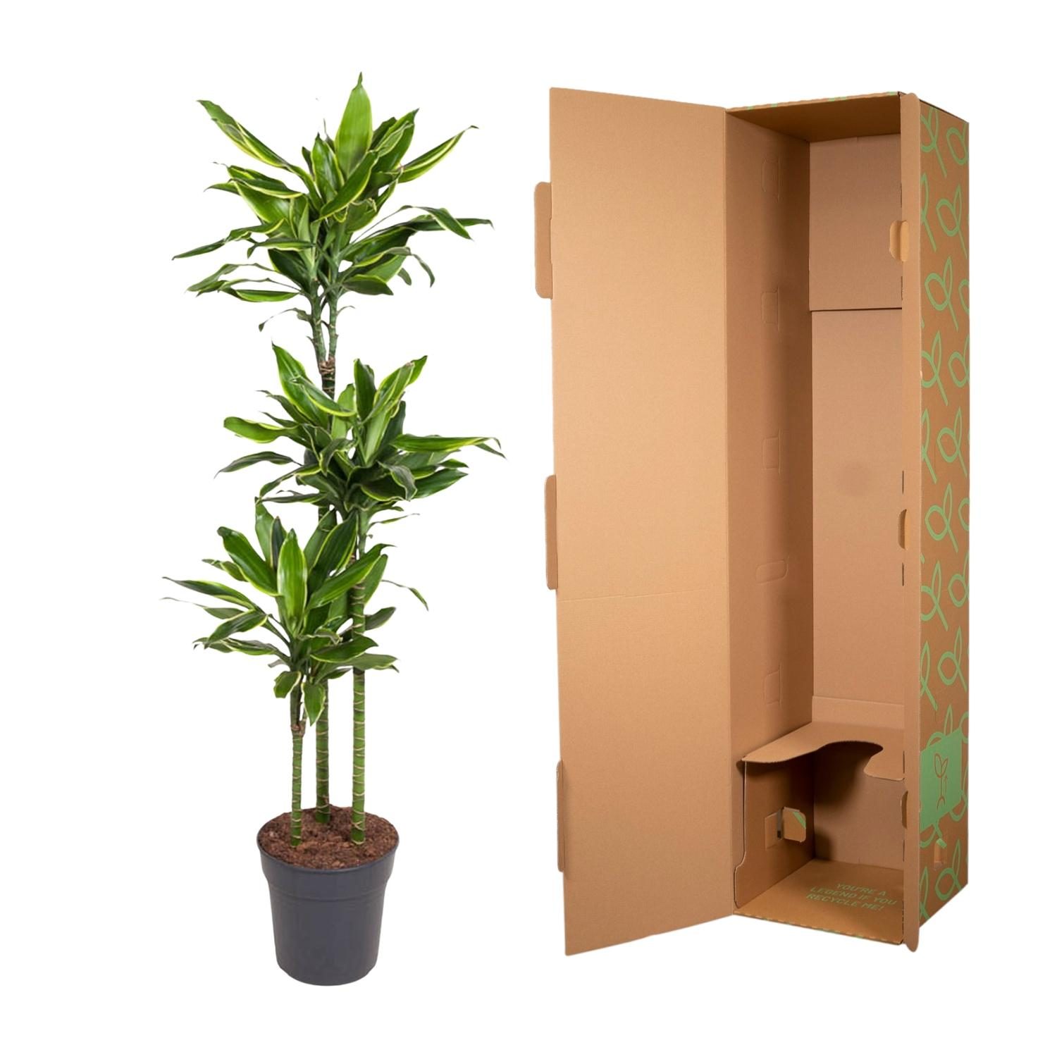 Dracaena Golden Coast – 160 cm