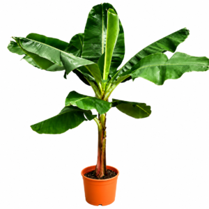 Bananenplant (Musa) - 220 cm