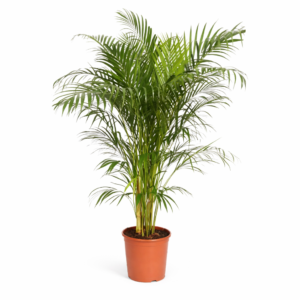 Dit is de Areca palm
