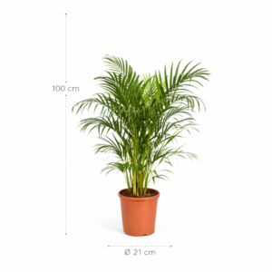 Areca palm – 100 cm