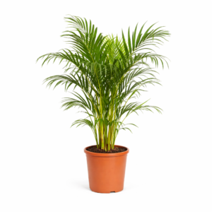 Areca palm – 100 cm