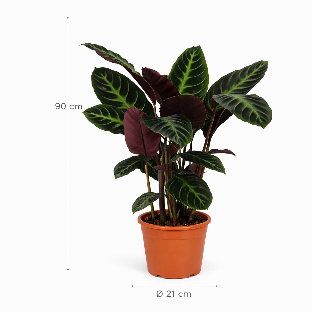 Calathea Warscewiczii – 90 cm