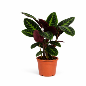 Calathea Warscewiczii – 90 cm