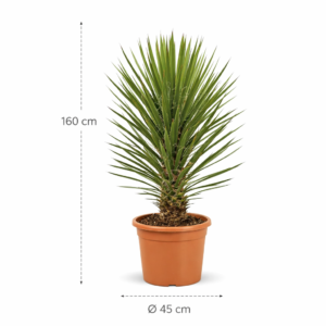 Yucca Filifera Australis - 160cm - 45 potmaat