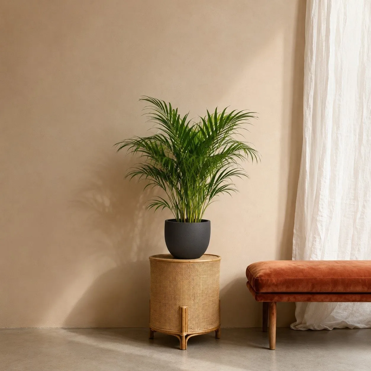 Dypsis Lutescens (Areca Palm) - 100 cm