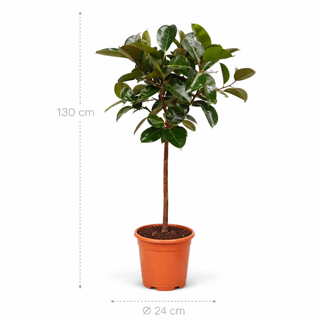 Ficus Elastica Robusta stam – 130 cm