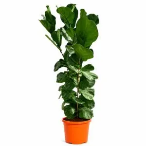 Ficus Lyrata struik – 180 cm