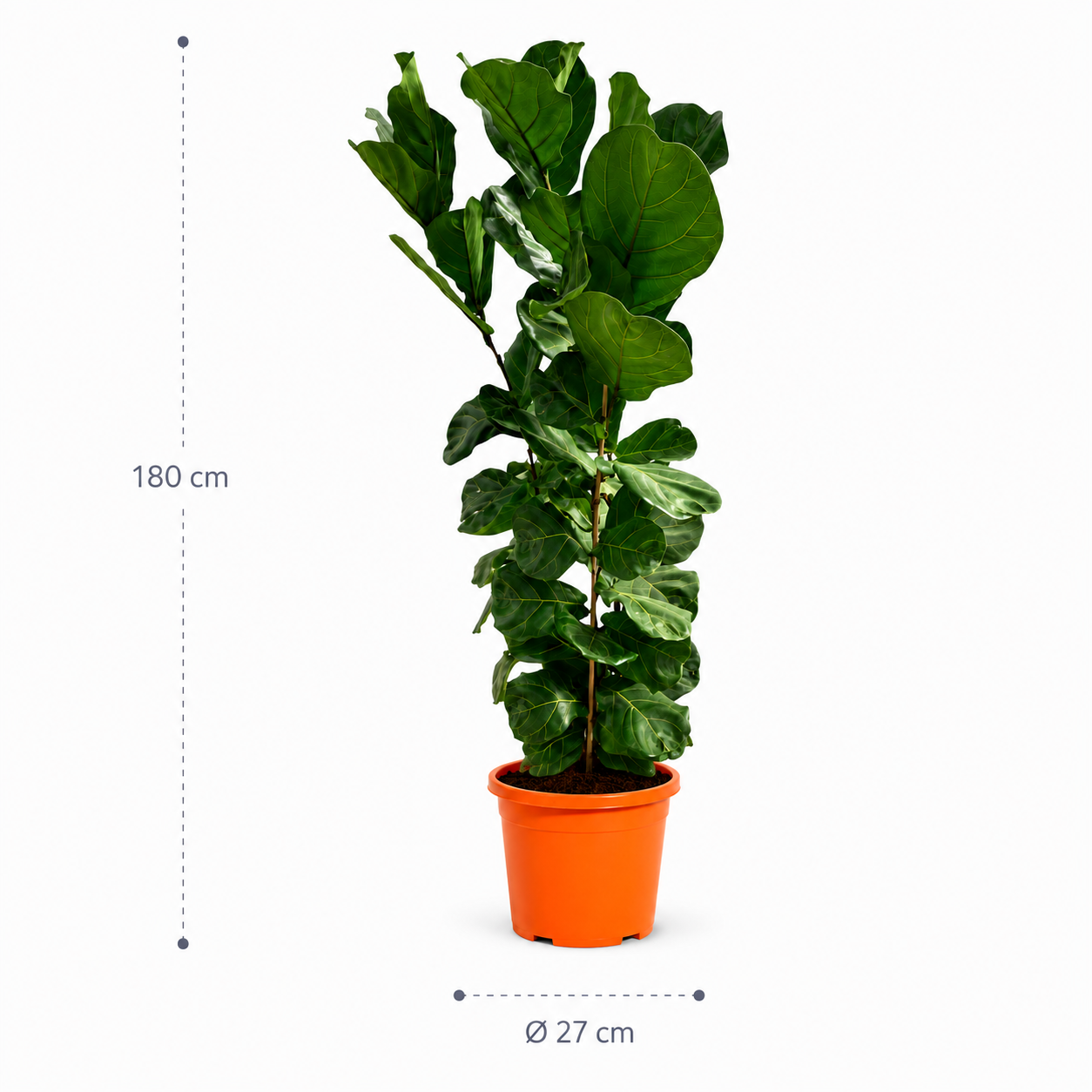 Ficus Lyrata struik – 180 cm