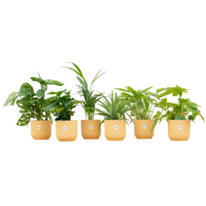Verrassingsbox - 6 planten inclusief elho Vibes Fold Round botergeel