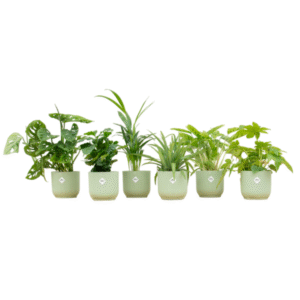 Verrassingsbox - 6 planten inclusief elho Vibes Fold Round ø14 sorbet groen