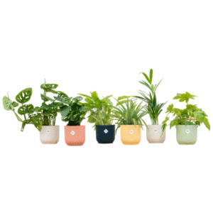Verrassingsbox - 6 planten inclusief elho Vibes Fold Round kleurenmix