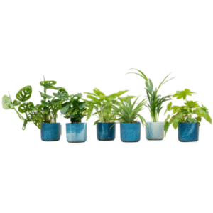 Verrassingsbox - 6 planten inclusief elho Ocean Round atlantisch blauw