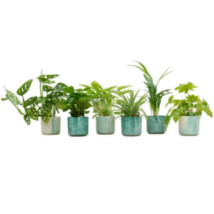 Verrassingsbox - 6 planten inclusief elho Ocean Round pacifisch groen