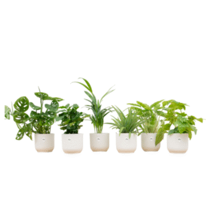 Verrassingsbox - 6 planten inclusief elho Vibes Fold Round wit