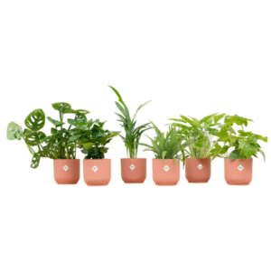 Verrassingsbox - 6 planten inclusief elho Vibes Fold Round roze